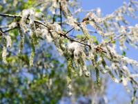 10年かかる樹木の開花を数か月に短縮させる方法を開発。遺伝子編集でメスをオスに変換