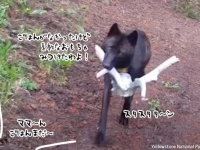 餌が得られなかった時は空腹の子供たちを悲しませないよう、おもちゃを持ち帰るオオカミたち