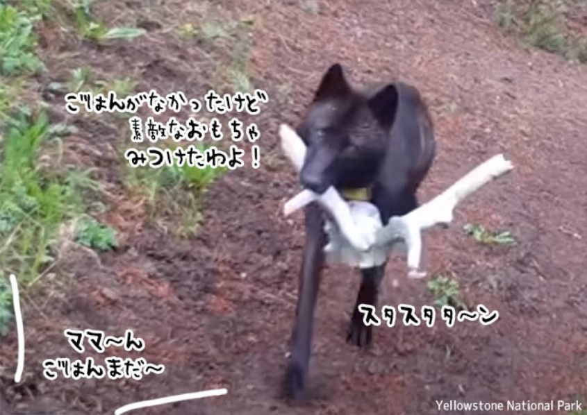 餌が得られなかった時は空腹の子供たちを悲しませないよう、おもちゃを持ち帰るオオカミたち