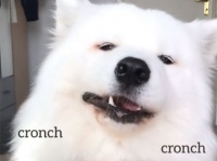 食べ物を食べるときの咀嚼音動画が流行っているので犬でやってみた（ASMR）