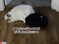 ここは俺が食い止める！ルンバは絶対通さない猫