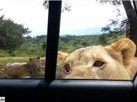 大びっくり！ライオンなら車のドアを余裕で開けられる件