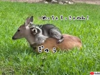 子鹿を誰よりも愛するアライグマ。野生に戻ろうとせず施設に留まる