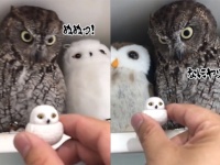 仲間・・・なのか？ミニチュアのフクロウを隣に置かれた時のドラマチック・フクロウ（※追記あり）