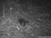 うれしいニュース。絶滅したと思われていた卵を産む珍しい哺乳類が60年ぶりに発見される