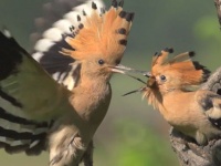 配色スタイリッシュな鳥「ヤツガシラ」がヒナに餌を与える美しい動画