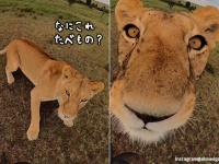 盗んだカメラと走り出したのはメスライオンだった。はからずも自撮り撮影に成功