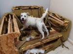 家の中を破壊しまくる子犬、損害額はすでに７０万円に…