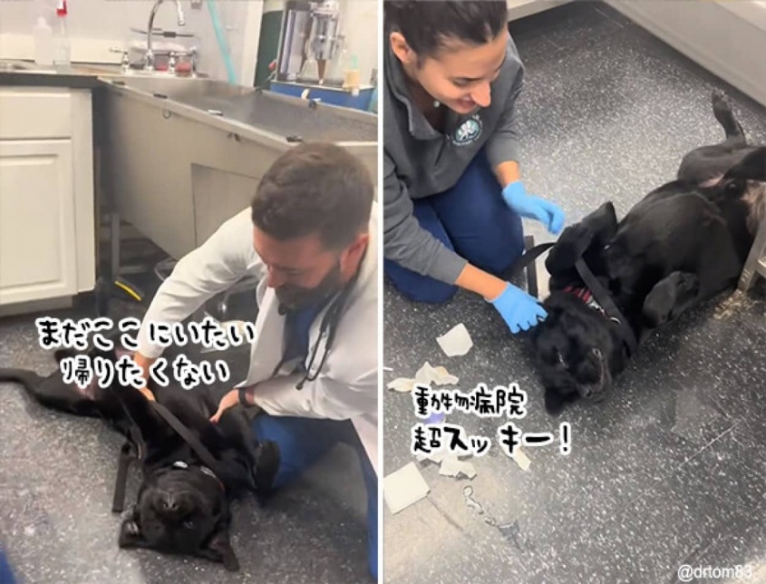 世にも希少な犬、動物病院が好きすぎて帰りたくないアピール