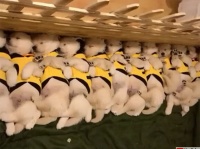 仲良く並んでお昼寝中の子犬たち。この後一斉に目覚めるよ！