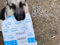犬も配達員を選ぶ。荷物を返してとお願いするもいう事を聞かず、別の配達員に返しに行く