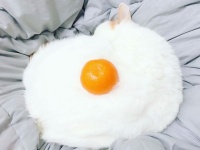 猫にミカンを置いたらあまりにも目玉焼きっぽかったのでコラ職人頑張る
