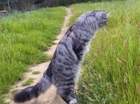 縦に伸びる猫の第二形態。大型猫、サイベリアンの二足立ちスタイルがかっこいい