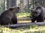 これは人間では勝てない…  “ヒグマのガチ喧嘩”が怖すぎ！