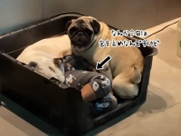 「今日は密度的に無理なんですけど...」息子が犬のベッドに潜んでいた！入りきれない犬困惑