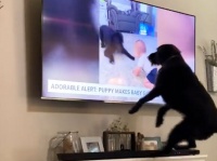 「これってボクだワン！」自分が映るテレビを見て大興奮の犬（アメリカ）