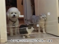 進路を阻む何かがある場合。猫ロジック vs 犬ロジック