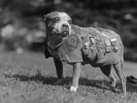 第一世界大戦に動員された様々な動物たちの記録写真