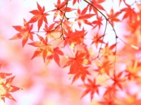 なぜ紅葉するの？（画像はイメージ）