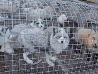 Save A Fox～500匹の狐たち救出大作戦！毛皮ファームからの最初の40匹が保護団体に到着した