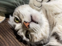 猫は300近い表情があり、その時の気持ちを表していることが判明