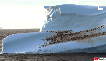 ありんこみたいだろ？でもこれペンギンなんだぜ。氷山の上でくつろぐ数百羽のペンギンの群れ