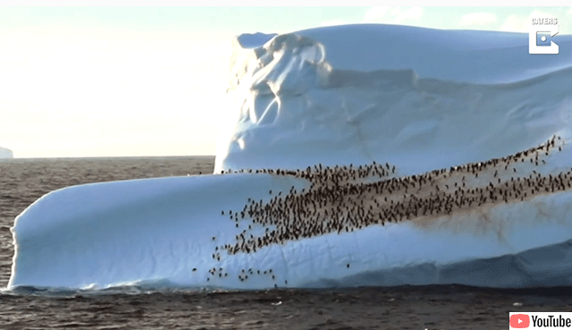 ありんこみたいだろ？でもこれペンギンなんだぜ。氷山の上でくつろぐ数百羽のペンギンの群れ