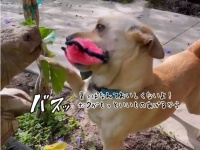 もっといいものあげるから！亀が葉っぱを食べているのを阻止しようとする犬