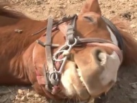 世界で最もメロドラマな馬。人間が乗ろうとするとドラマチックに死んだふり