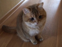 ロシアのアイドルキャット、ホシコさん。耳をぴくぴくさせる癒し動画が発見された