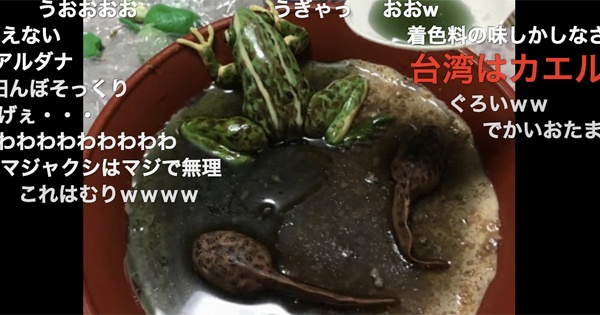 レアチーズケーキで作られたカエルがリアルすぎて悲鳴続出！　「冷蔵庫にあったら絶叫する」