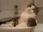 人間のように座ってる猫のスライドショーが破壊力抜群！