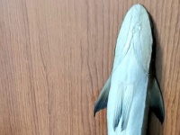 あっちにペタリ、こっちにペタリ　サメにくっつく「コバンザメ」はドアにも棚にも貼れるらしい