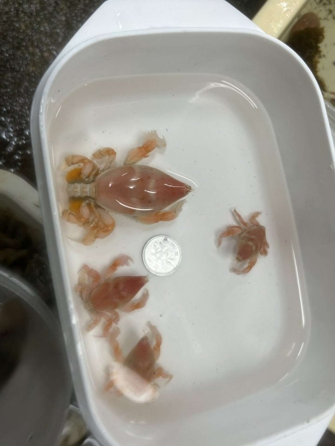 なんじゃこりゃあ！（画像は和歌山県立自然博物館公式ツイッターより、以下同）
