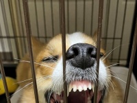 胴体だけじゃなかったんだ！　猛抗議中のコーギーが見せた長すぎる〝アレ〟が話題に