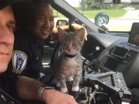 看護猫に警備猫、害虫駆除猫など、世の為人の為に働く12業種の猫たち