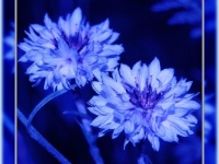 舌が黒くなる、全てが青色に見える。薬剤による奇妙な8の副作用