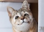 “まぶた”を持たずに生まれた猫、手術したらニャンとも愛嬌ある顔に