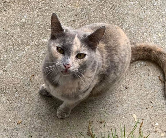 家を買ったら猫付き物件だった件（アメリカ）
