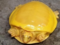 ご利益ありそうな色！インドで発見された全身黄色の亀