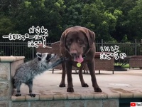 アライグマが仲良しの犬を誘って一緒にプール。と思ったら、ちゃっかり犬に乗っかりビート板代わりに！