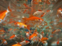 世界最高齢の金魚？イギリスのスプラッシュはもうすぐ38才！