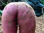 セクシーすぎるサツマイモが話題に