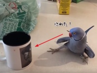 鳥がプリントされたマグカップを見たインコのときめきラブリーな行動にほんわかパッパ