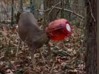 ハロウィン後の悲劇。頭がすっぽりオレンジ色の容器に入ってしまった鹿の救出大作戦（アメリカ）