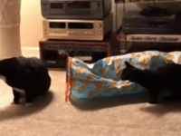 たまにはプレデターの気合見せとかないと。そこに背中があるから狩るっ！な猫