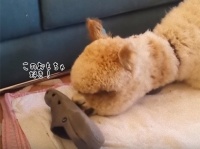 アルパカを飼っているお宅の日常。飼い主の脱ぎ捨てたクロックスサンダルをどう処理しようか考え中