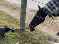 馬やさしい。犬と一緒に紐を使って綱引き遊び