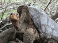 種の絶滅を救った推定100歳の絶倫亀、一代で800匹を超える子孫を残し引退へ（ガラパゴス諸島）