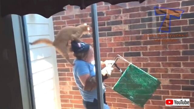 funnycats3_640_640